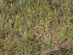 Dipterostemon capitatus