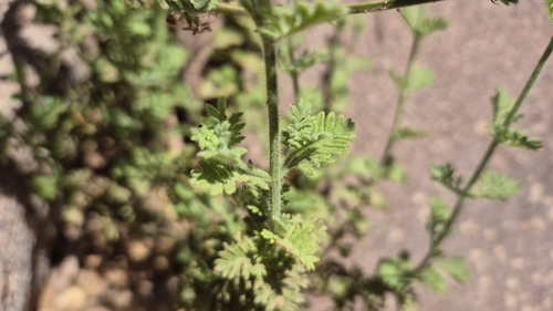 Lavandula pubescens, photograph 2