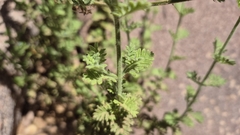 Lavandula pubescens, photograph (c) Mahomed Desai, some rights reserved (CC BY)