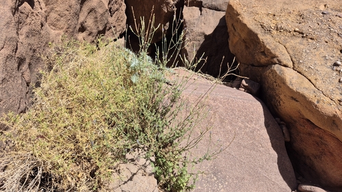Lavandula pubescens, photograph 3