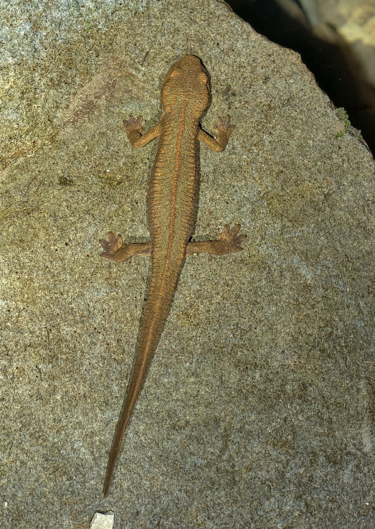 Spot-Tailed Warty Newt photo 6