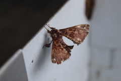 Apatelodidae