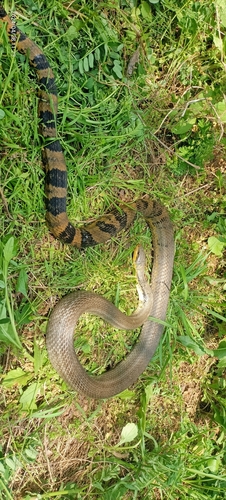 Korean Ratsnake