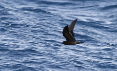 Hydrobates microsoma