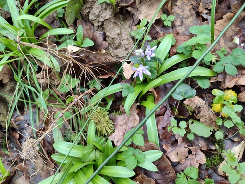 Scilla lilio-hyacinthus