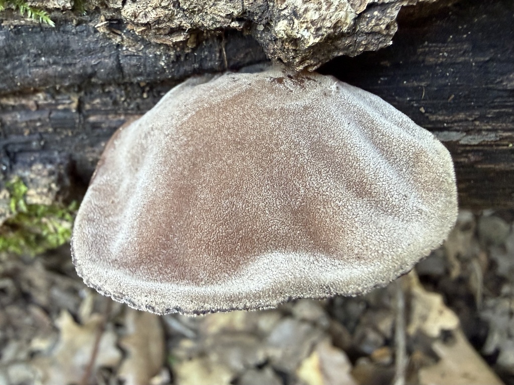 Auricularia cerrina