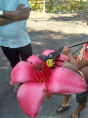 Xylocopa ruficornis