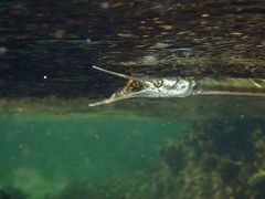 Tylosurus gavialoides