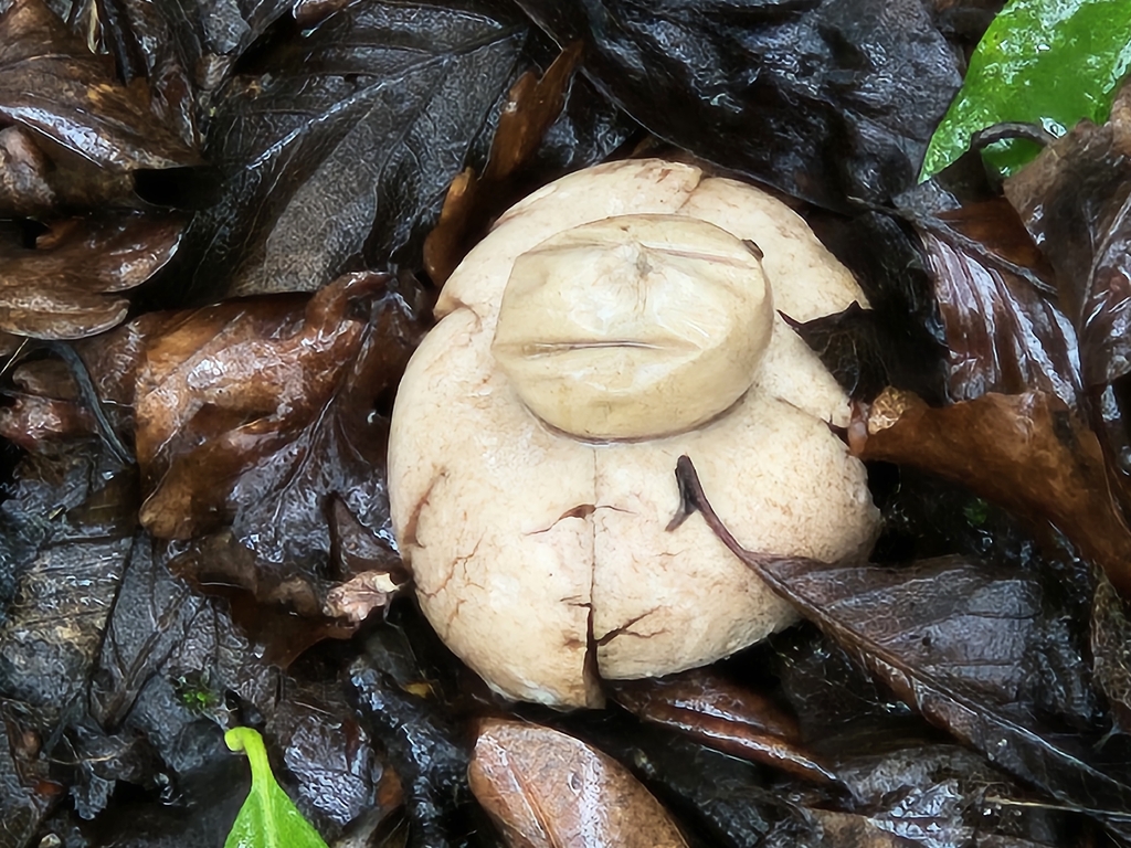 Geastrum michelianum · February 2026 · photo: © highburyanne (iNaturalist, cc0)