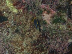 Chaetodon flavirostris