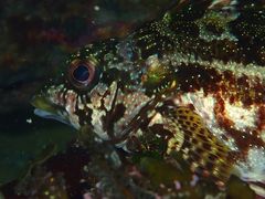 Chironemus marmoratus