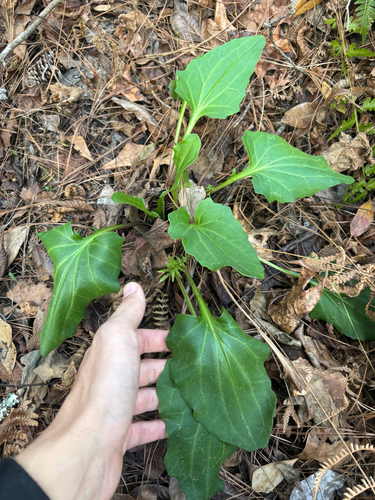 Variableleaf Indian Plantain (Arnoglossum diversifolium)
