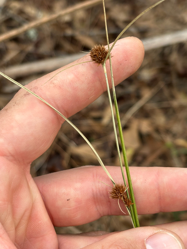 Bunched Beaksedge (Rhynchospora microcephala)