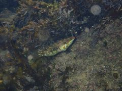 Halichoeres margaritaceus