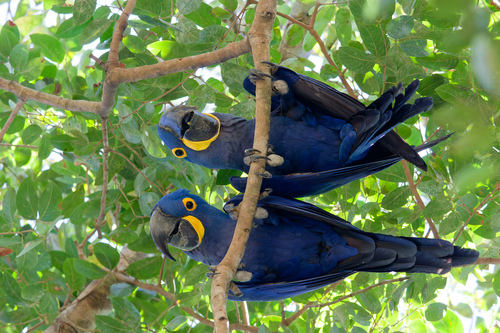 Hyacinth Macaw (Anodorhynchus hyacinthinus)