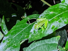 Centrolenidae