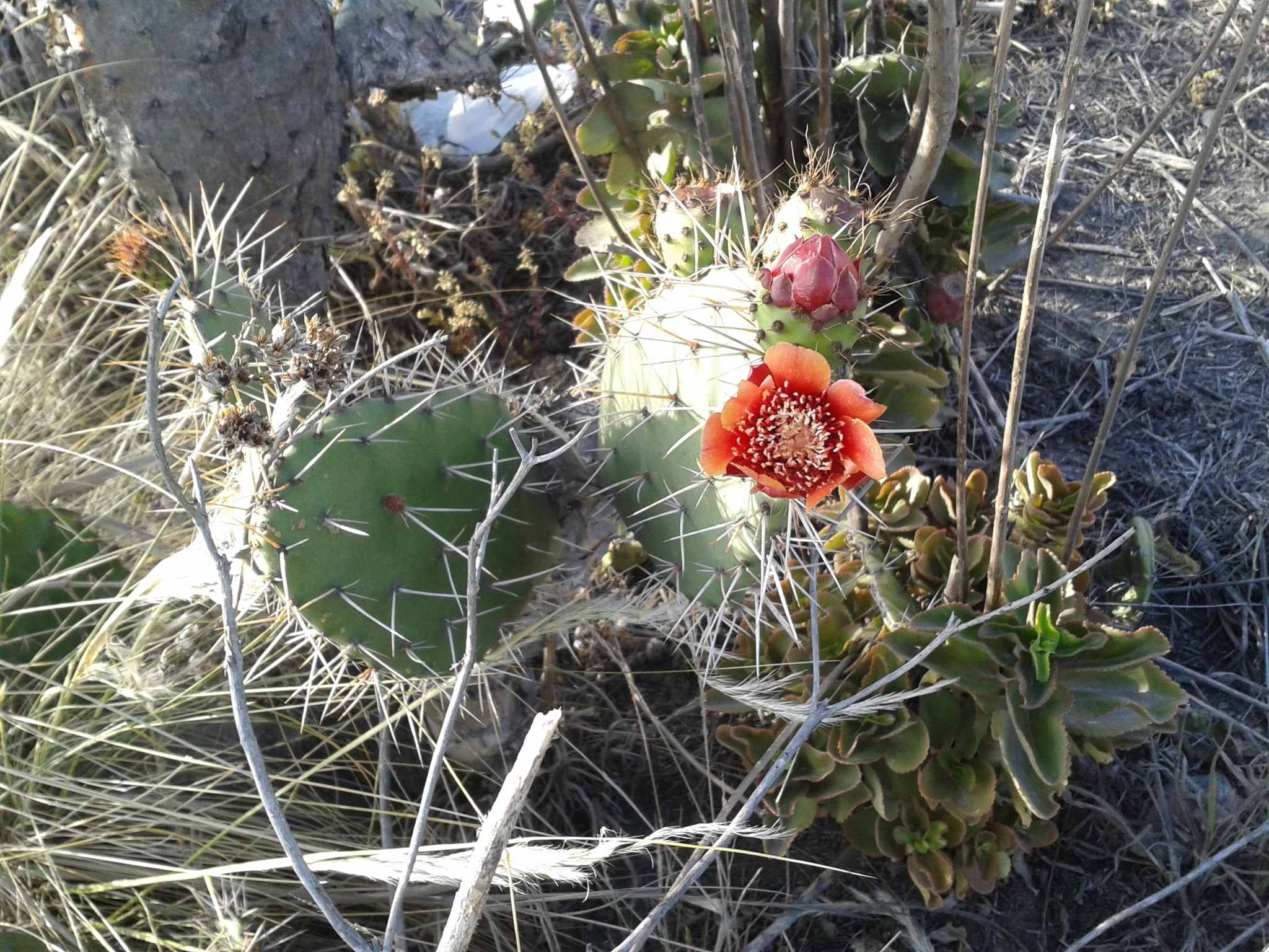 Opuntia schumannii