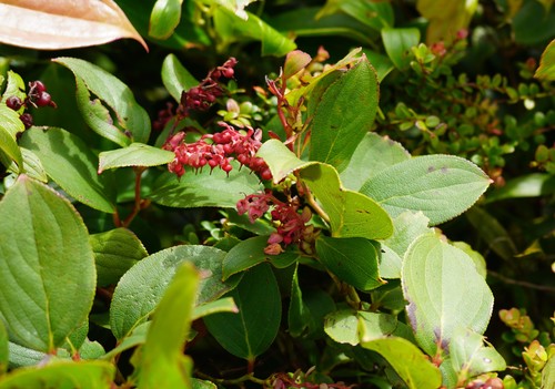 Gaultheria image