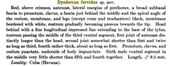 Dysdercus fervidus