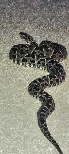 Pampas Lancehead