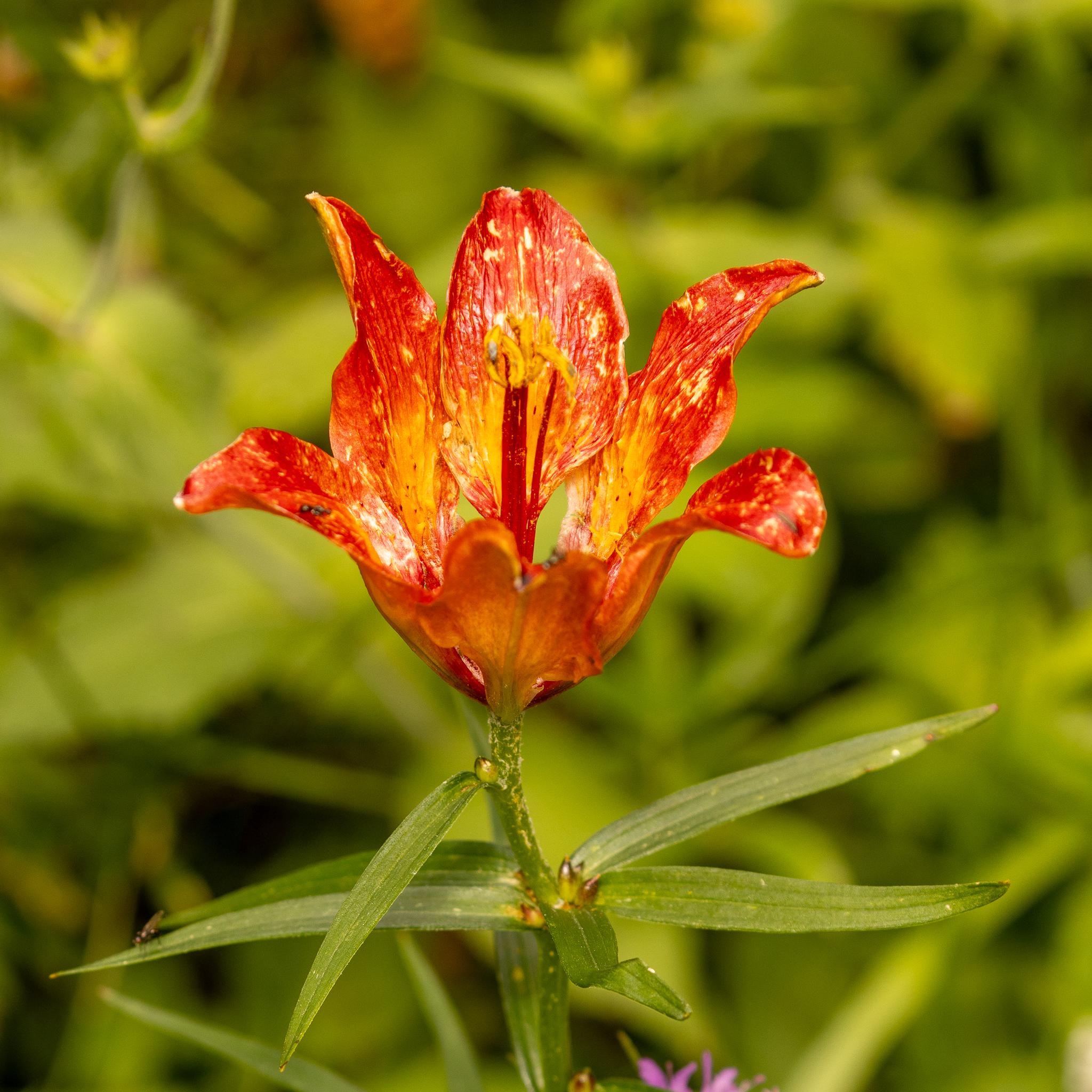Fire Lily (Lilium bulbiferum)