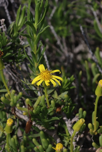 Thickleaf Ragwort (Senecio aloides)