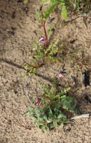 Diascia capensis, photograph 3
