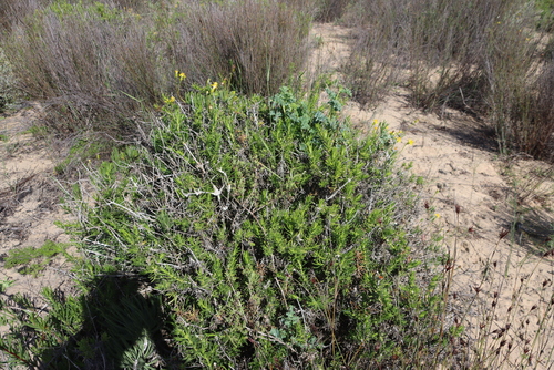 Sab Resindaisy (Pteronia onobromoides)
