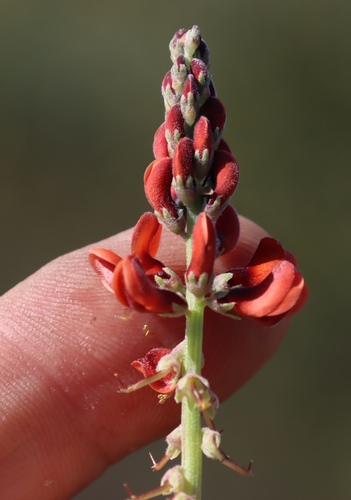Trailing Indigo (Indigofera procumbens)