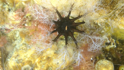 Heterocucumis