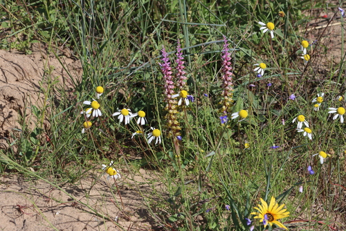 Pied Viooltjie (Lachenalia mutabilis)