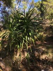 Pleomele aurea