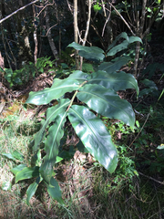 Hedychium