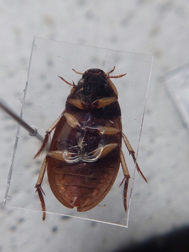 Hydrochara flavipes