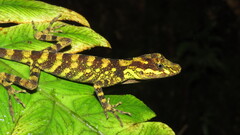 Fitch's Anole photo 3