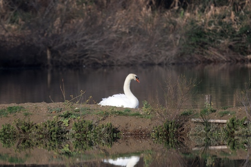 Cigno reale