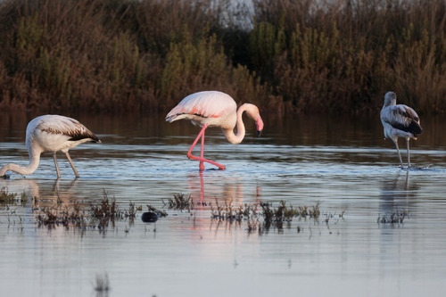 Greater Flamingo