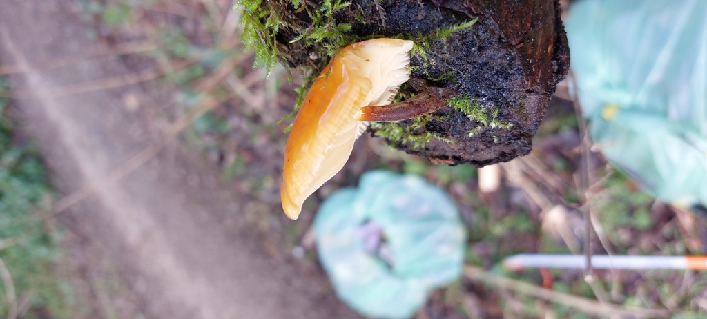 Flammulina · February 2026 · photo: © tammy_winter (iNaturalist, cc-by)
