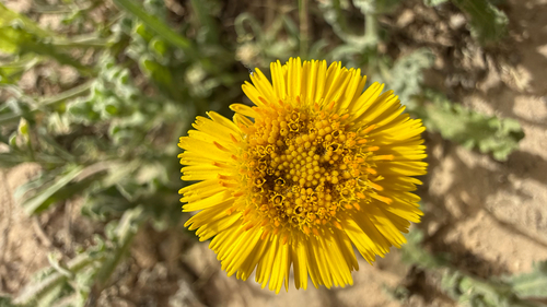 Pulicaria incisa