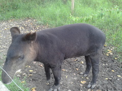 Tapirus pinchaque