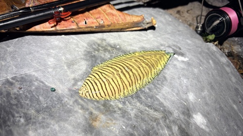 Banded sole (Soleichthys heterorhinos) — Soleidae — 2