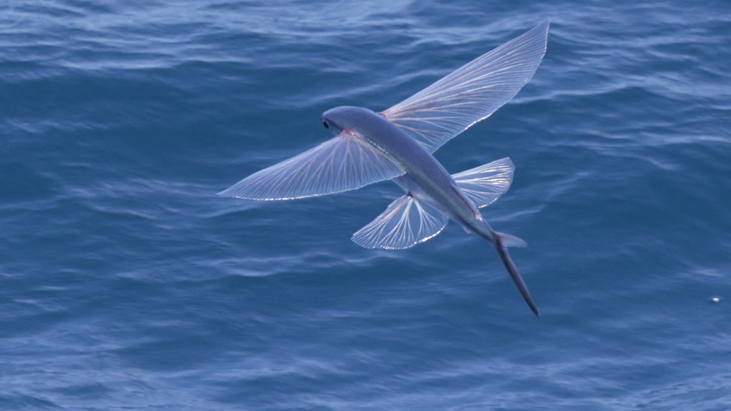 Bennett's flyingfish (Cheilopogon pinnatibarbatus) — Exocoetidae
