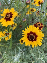 Coreopsis basalis