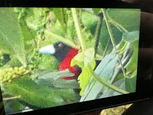 Crimson-collared Tanager (Ramphocelus sanguinolentus), photo 4