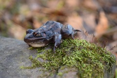 Lithobates sphenocephalus utricularius
