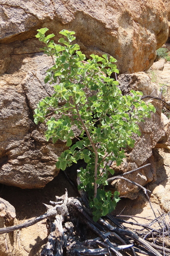 South African Wild Pear