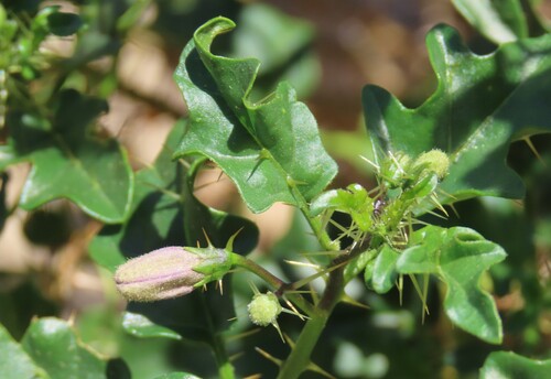 Red Poison-apple (Solanum humile)