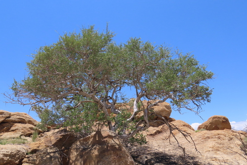 Shepherds tree