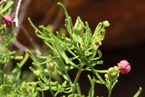 Thamnosma africana