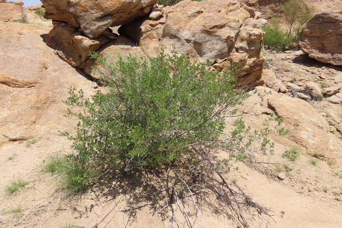 Bitter Karree